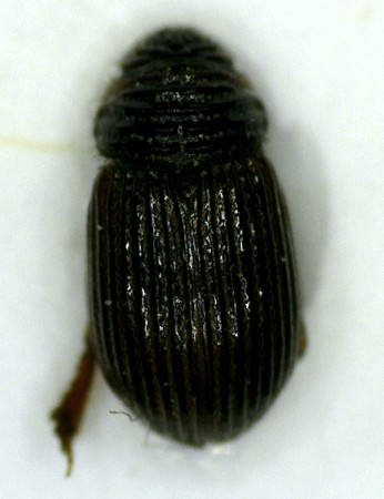 Psammodius seiferti Rakovič, 1993